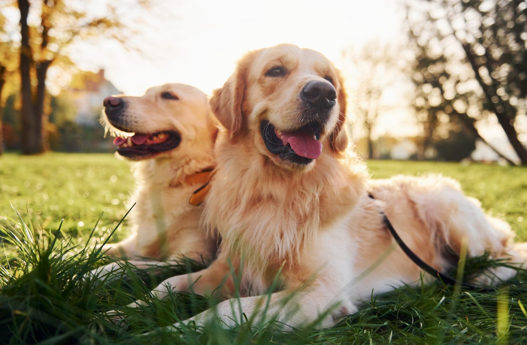 Pet Care & Walking